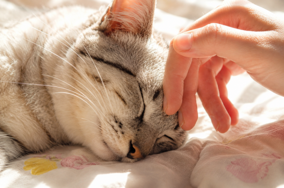 Shiatsu Shiatsu