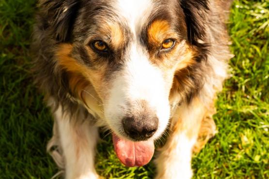 Chien Chien