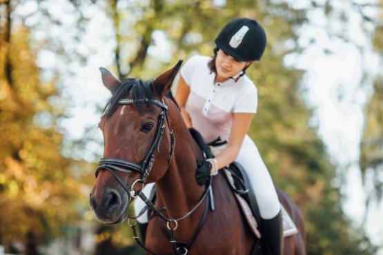 équitation équitation