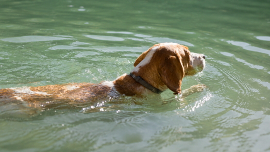 Thalassothérapie animaux Thalassothérapie animaux
