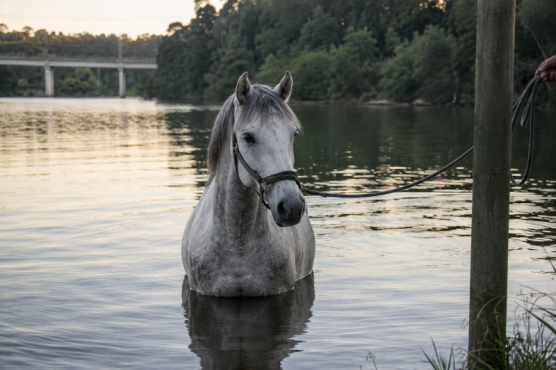 Bain cheval Bain cheval